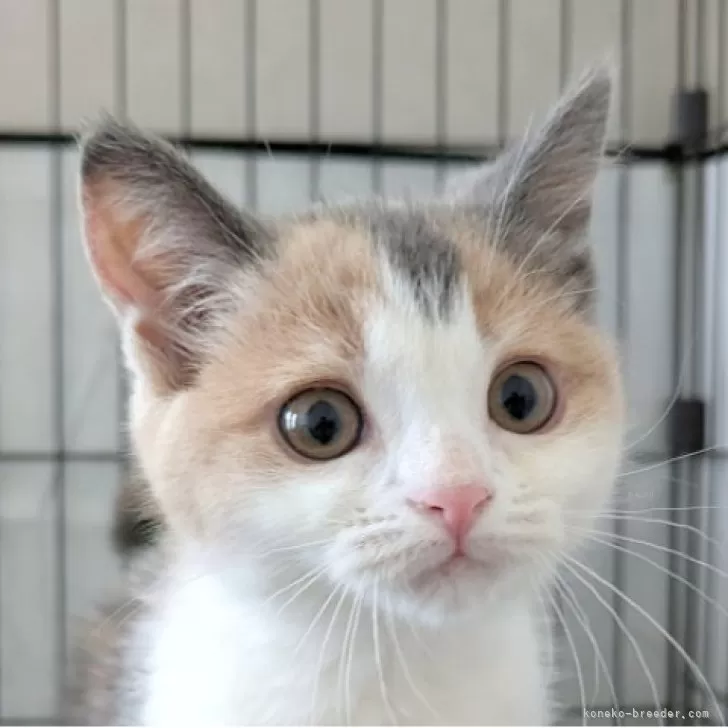 ID：2507-01833の子猫