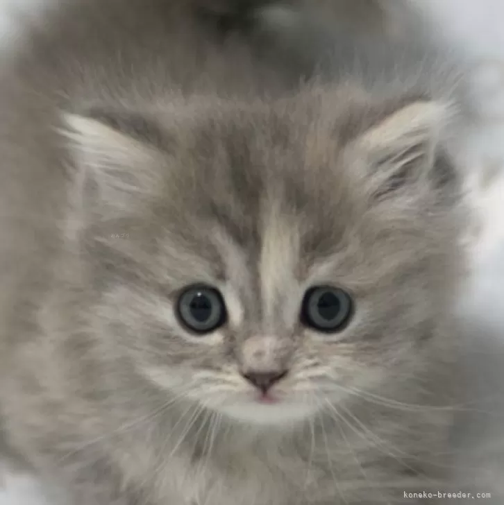 ミヌエット(長足)【群馬県・女の子・2025年11月10日・ブルーパッチドタビー】の写真1