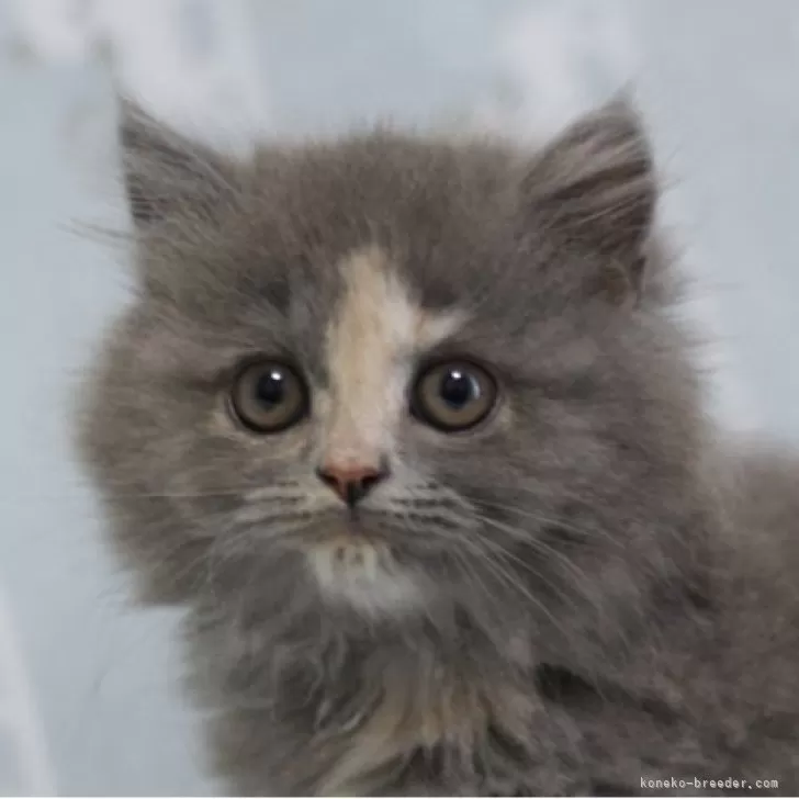 ID：2504-00930の子猫