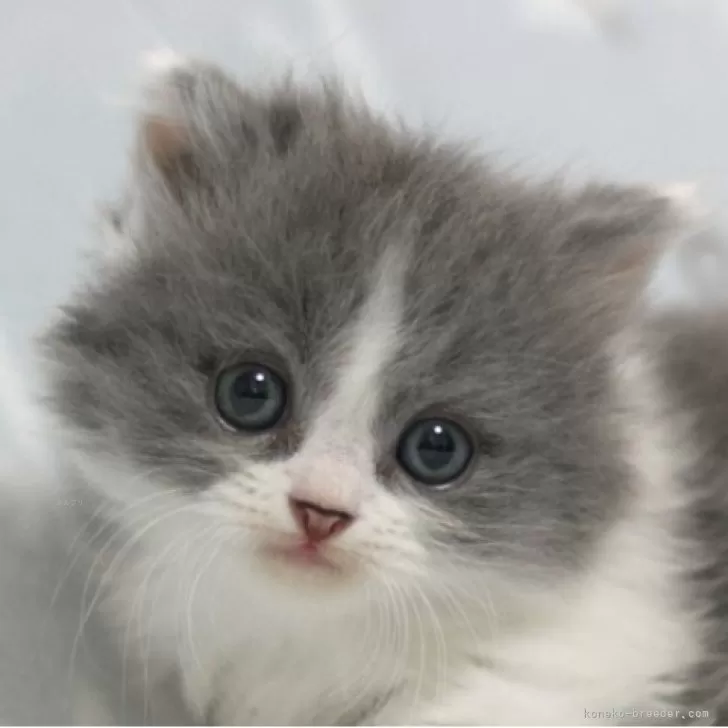 ミヌエット(短足)【群馬県・男の子・2025年10月1日・ブルー&amp;ホワイト】の写真1