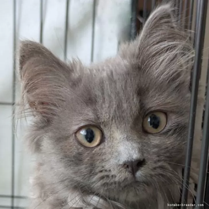 ID：2505-03114の子猫