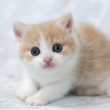 ミヌエット(長足)【群馬県・男の子・2025年4月13日・クリームタビー&ホワイト】の写真「長足ミヌエットの男の子　やさしい毛色のクリーム系」