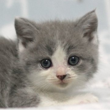 ミヌエット(長足)【群馬県・男の子・2025年10月1日・ブルー&ホワイト】の写真「長足ミヌエットの男の子　人気のブルー＆ホワイト」