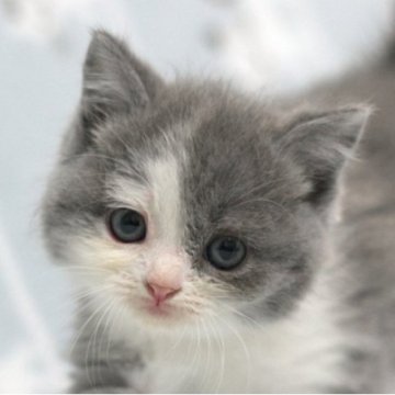 ミヌエット(長足)【群馬県・女の子・2025年10月1日・ブルー&ホワイト】の写真「長足ミヌエットの女の子　人気のブルー＆ホワイト」