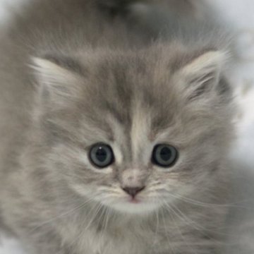 ミヌエット(長足)【群馬県・女の子・2025年11月10日・ブルーパッチドタビー】の写真「長足ミヌエットの女の子　可愛いブルーパッチドタビー」