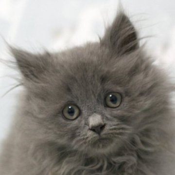 ミヌエット(長足)【群馬県・男の子・2025年10月1日・ブルー】の写真「長足ミヌエットの男の子　人気のブルー」