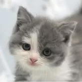 ミヌエット(長足)