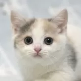 マンチカン(短足)