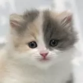 ミヌエット(短足)【群馬県・女の子・2025年11月10日・ダイリュートキャリコ】の写真1