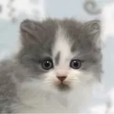 ミヌエット(長足)