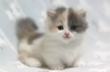 ミヌエット(短足)【群馬県・女の子・2025年11月10日・ダイリュートキャリコ】の写真2