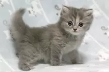 ミヌエット(長足)【群馬県・女の子・2025年11月10日・ブルーパッチドタビー】の写真2