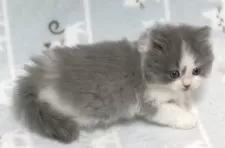 ミヌエット(長足)【群馬県・女の子・2025年10月1日・ブルー&ホワイト】の写真5