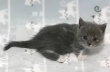 ミヌエット(短足)【群馬県・女の子・2025年10月1日・ブルー&ホワイト】の写真5