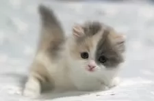 ミヌエット(短足)【群馬県・女の子・2025年11月10日・ダイリュートキャリコ】の写真6