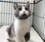 マンチカン(長足)【群馬県・男の子・2025年5月10日・ブルータビー&ホワイト】の写真2