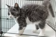 マンチカン(長足)【群馬県・男の子・2025年5月10日・ブルータビー&ホワイト】の写真3