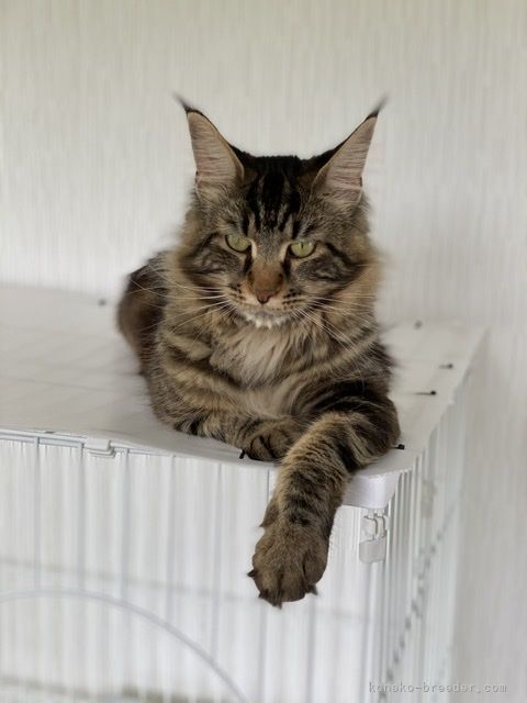 にゃん三郎パパ｜行岡　理恵(ゆきおか　りえ)ブリーダー(三重県・メインクーン・ICC登録)の紹介写真2