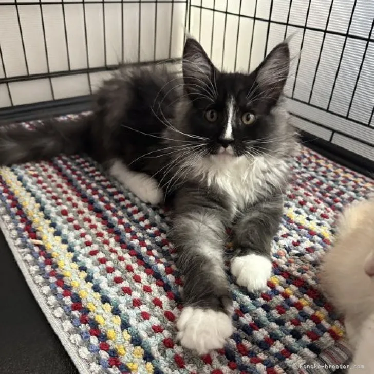 ID：2305-00962の子猫