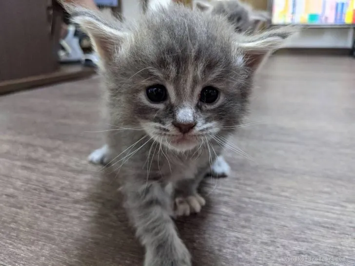 ID：2107-02171の子猫