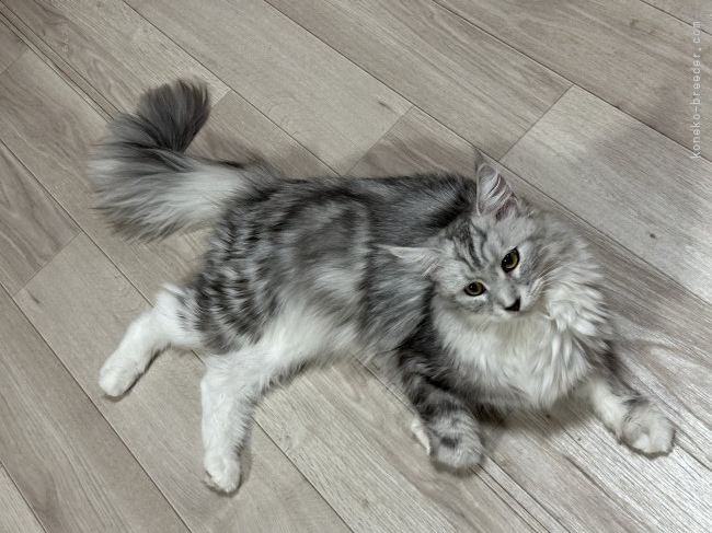 メインクーン【・女の子・2024年1月9日・シルバータビー&amp;ホワイト】「とってもキレイな美人姫👸」