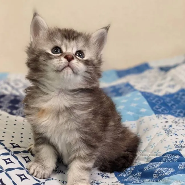 ID：2202-00393の子猫