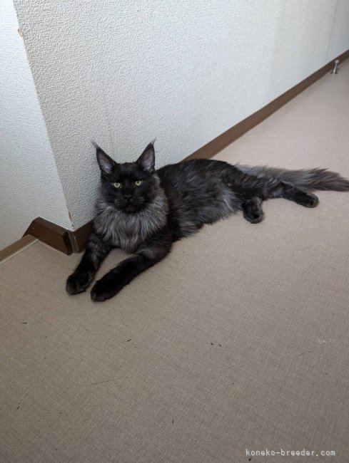 メインクーン【・男の子・2024年12月3日・ブラックスモーク】