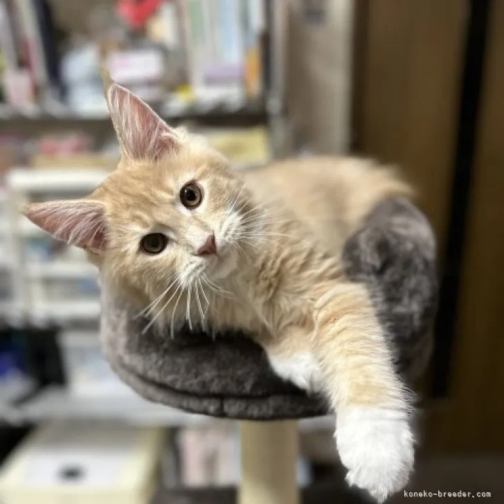 ID：2306-02885の子猫