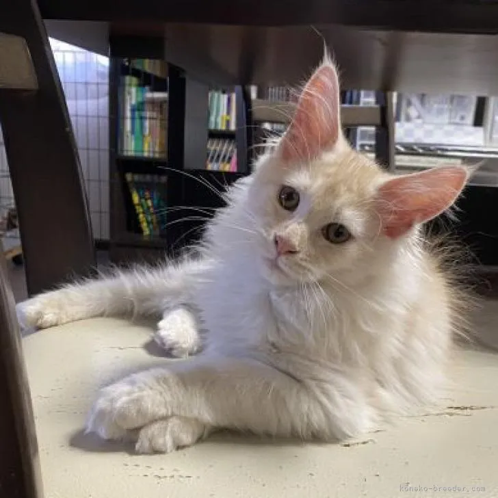 ID：2210-02255の子猫