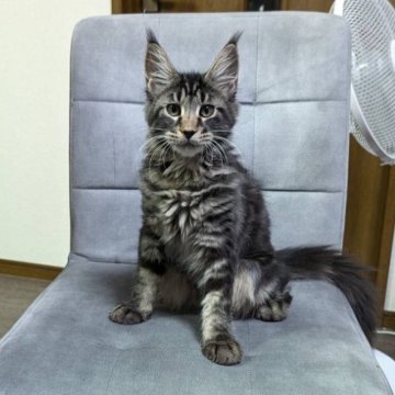 メインクーン【三重県・女の子・2024年3月25日・ブラウンタビー】の写真「超がつくほどの甘えん坊娘💕」