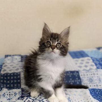 メインクーン【三重県・男の子・2022年6月30日・ブラウンタビー&ホワイト】の写真「食欲旺盛😋　元気もりもり💪　パワー全開💨」