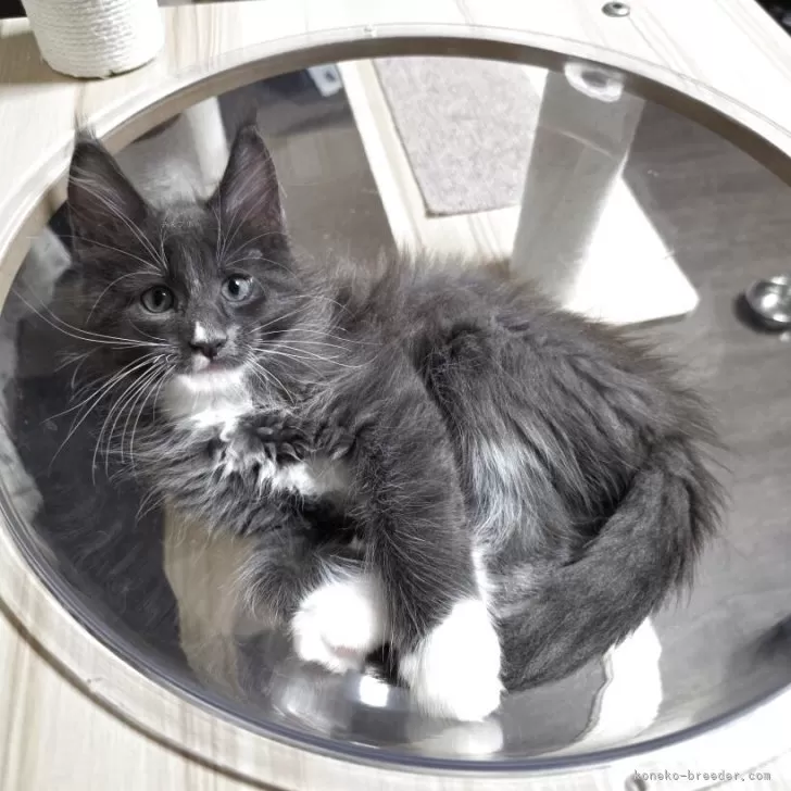 ID：2509-00512の子猫