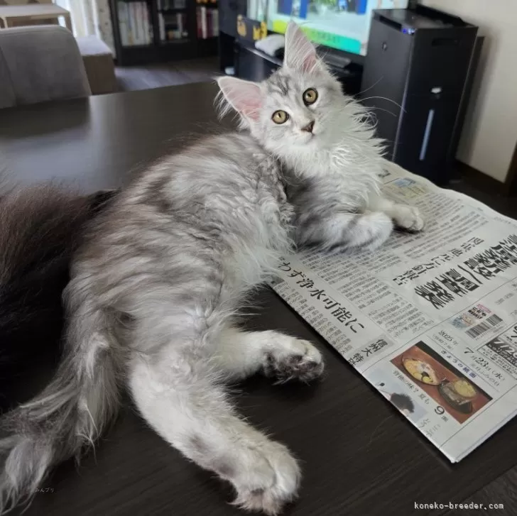 ID：2505-00314の子猫