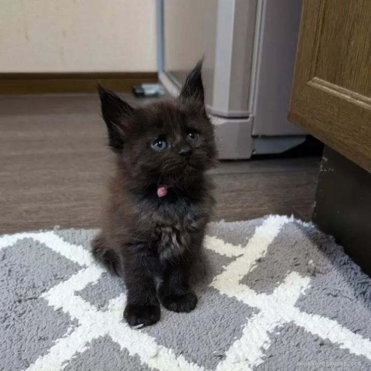 かいだ 様のお迎えした子猫