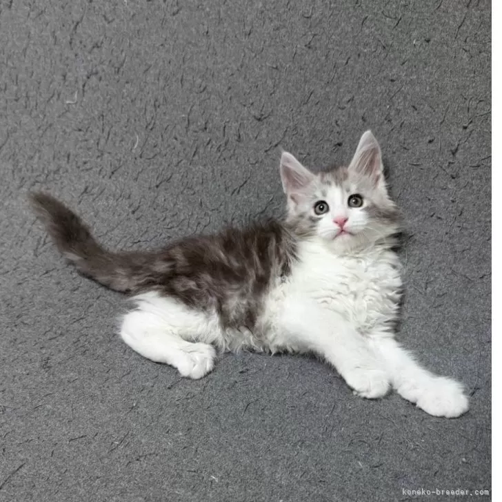 K.N 様のお迎えした子猫