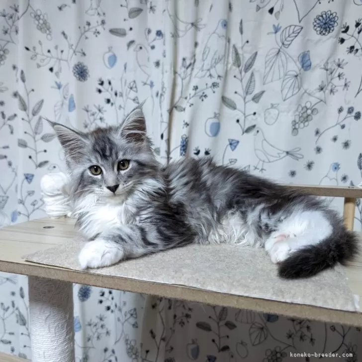 ID:2506-02437の子猫
