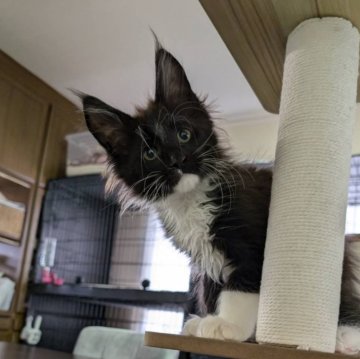 メインクーン【三重県・男の子・2024年12月3日・ブラック&ホワイト】の写真「手足が1番太い男の子👍2ヶ月で体重2kgに‼️」