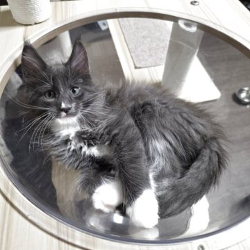 メインクーン【三重県・男の子・2025年8月15日・ブルー&ホワイト】の写真「イケメン男子😎」