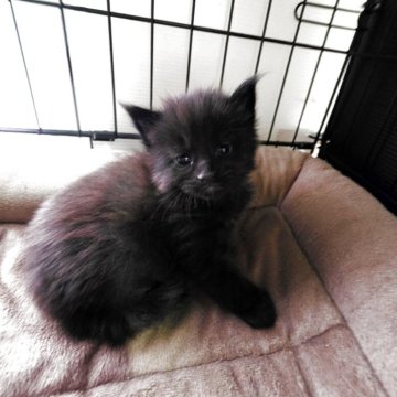 メインクーン【三重県・男の子・2025年8月15日・ブラック】の写真「一目みたら熊🐻？だよね(笑)」