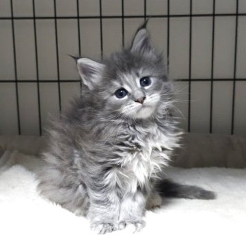 メインクーン【三重県・女の子・2025年10月13日・ブルーパッチドタビー】の写真「お母さんに似て美人さんになりそう😍」