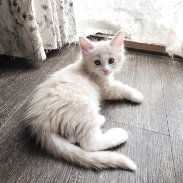 メインクーン【三重県・男の子・2025年8月5日・カメオタビー】の写真「走るの大好き、逃げるの早～い🤣」