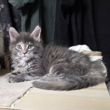 メインクーン【三重県・女の子・2025年10月12日・ブルーパッチドタビー】の写真「おっとり女子🐱」