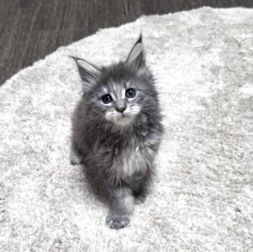 メインクーン【三重県・女の子・2025年10月13日・ブルーパッチドタビー】の写真「お母さんに似て美人さん💕」