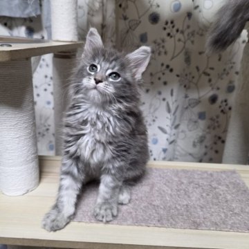 メインクーン【三重県・女の子・2025年10月12日・ブルーシルバータビー】の写真「行動派ガール😸」