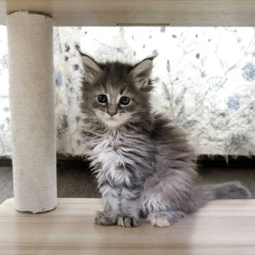 メインクーン【三重県・女の子・2025年10月13日・ブルーパッチドタビー】の写真「お母さんに似て美人さんになりそう😍」