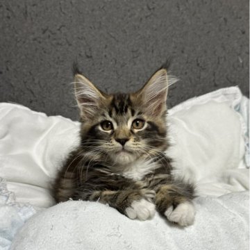 メインクーン【三重県・女の子・2025年3月20日・ブラウンタビー&ホワイト】の写真「みんな大好き😘甘えん坊で優しい女の子💕」