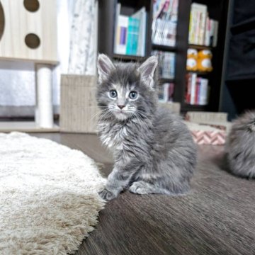 メインクーン【三重県・女の子・2025年10月12日・ブルーパッチドタビー】の写真「おっとり女子🐱」