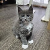メインクーン