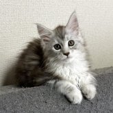メインクーン