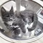 メインクーン【三重県・男の子・2025年8月15日・ブルー&ホワイト】の写真3「そっちのおやつ見つけたな😑」